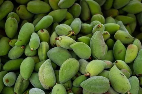 قیمت روز بادام درختی سبز